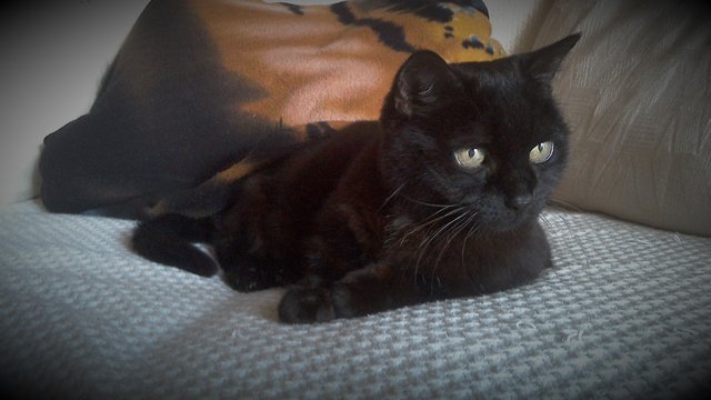 Saoirse Vign 201615 Web.jpg