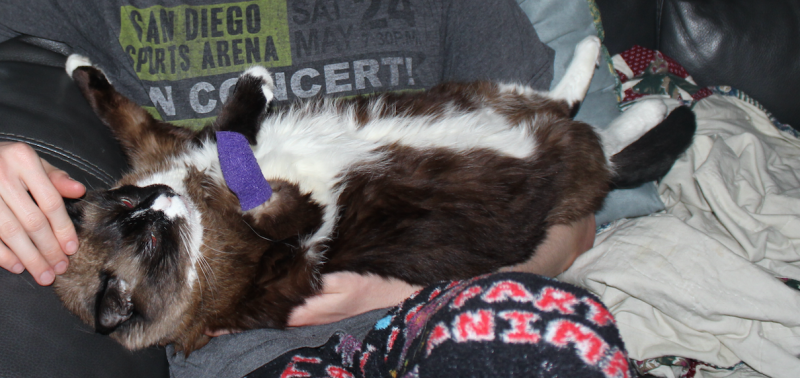 Screen Shot 2015-08-29 at 12.17.51 AM.png