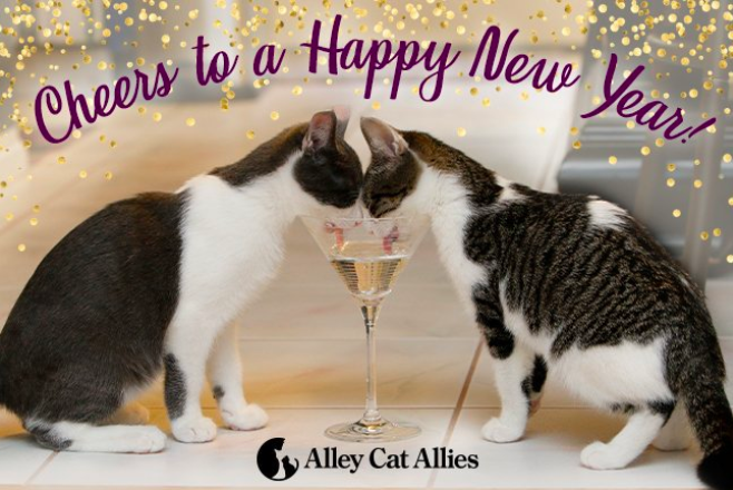 Screen Shot 2018-12-31 at 11.45.09 AM.png