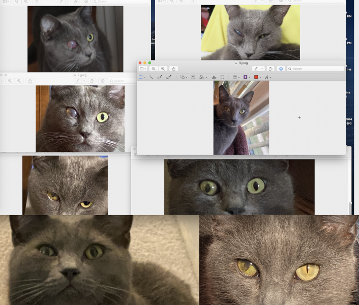 Screen Shot 2021-01-04 at 1.03.29 PM.png
