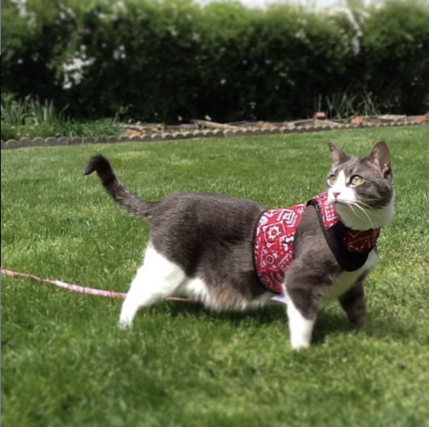 Screen Shot 2021-05-28 at 10.33.07 AM.png