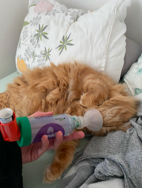 Screenshot 2021-08-03 at 15.23.44.png