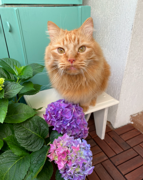 Screenshot 2021-08-03 at 15.23.55.png