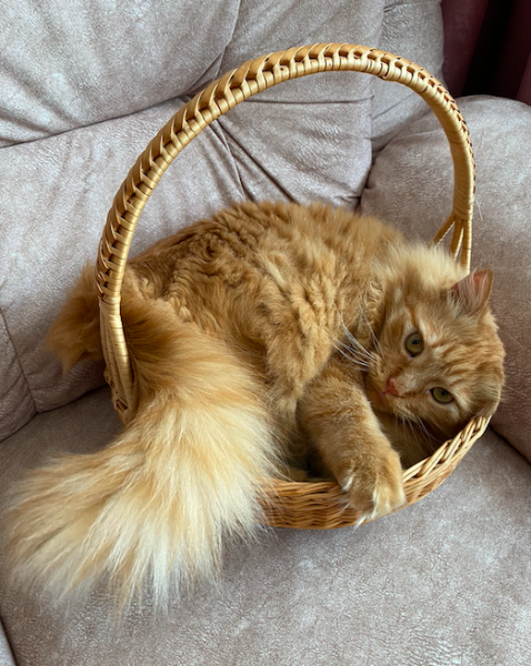 Screenshot 2021-08-03 at 15.24.07.png