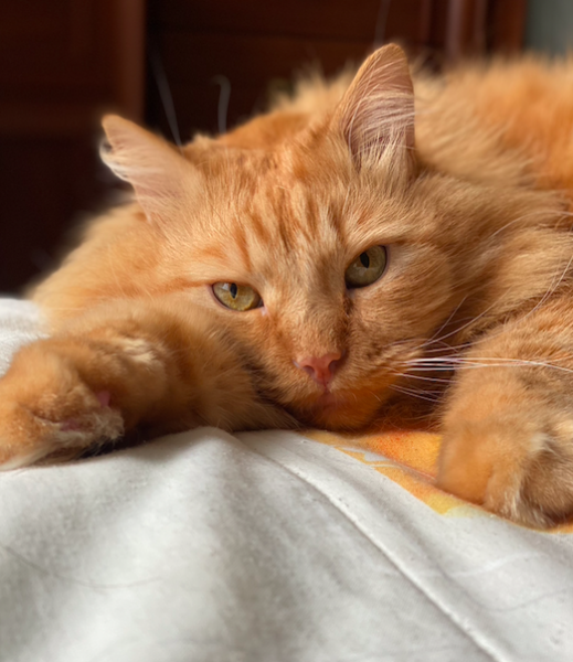 Screenshot 2021-08-03 at 15.24.16.png