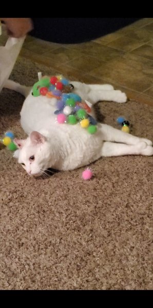 Screenshot_20200225-222259_Video Player.jpg