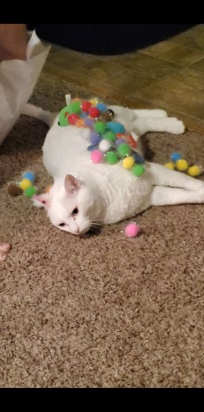 Screenshot_20200225-222315_Video Player.jpg