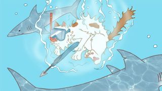 shark.jpg