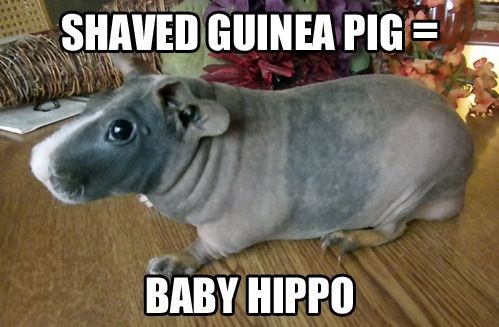 shaved-guinea-pig.jpg