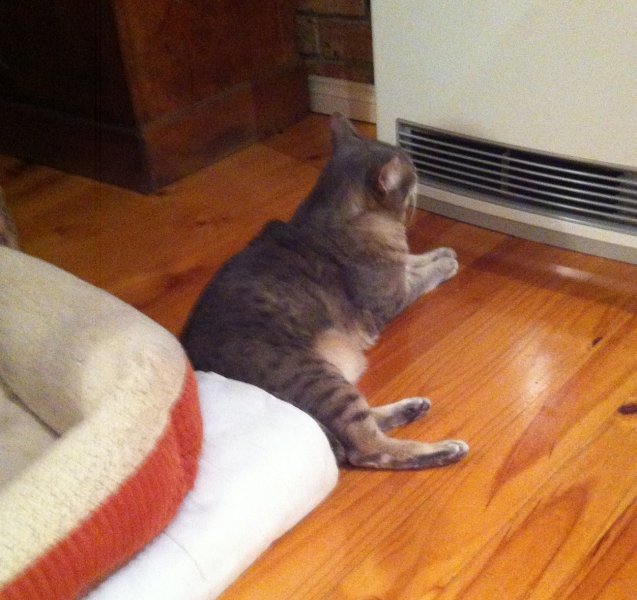 sheba and heater.jpg
