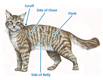 shooting spots for insulin-cats.jpeg