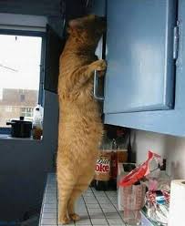 stealing food.jpeg