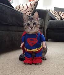 Supercat.jpg