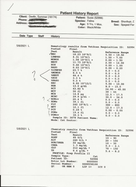 Susie Lab Enlarged.jpeg