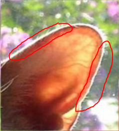 sweet spot alternate.PNG