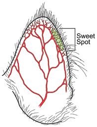 sweet spot diagram.jpg