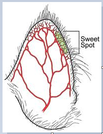 sweet spot diagram1.PNG
