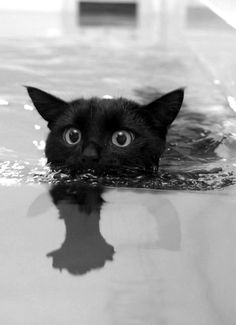 swimming black cat.jpg
