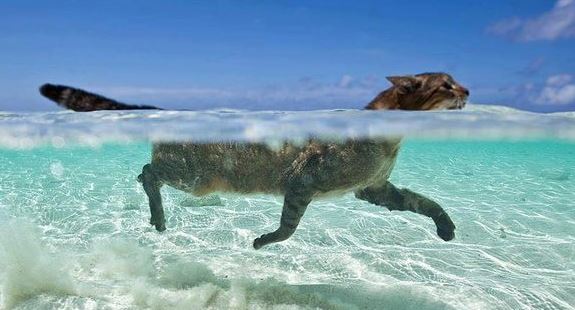 swimming.JPG