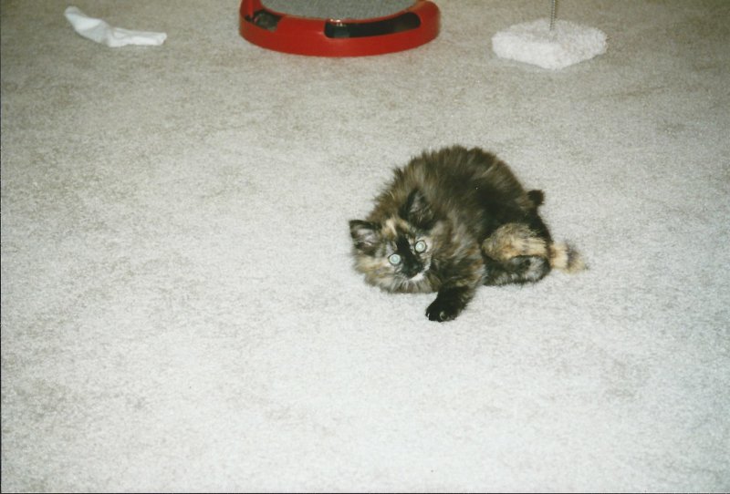 Taz2.jpg