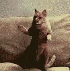 tenor-3.gif