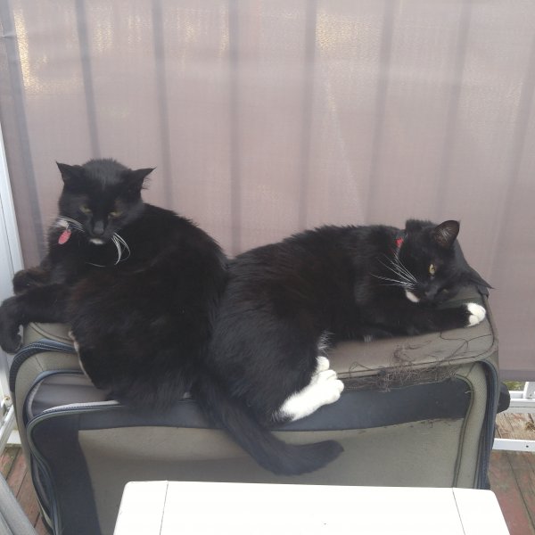 The Brothers.jpg