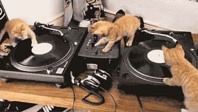 Three-cats-on-decks-DJs-Cats.gif