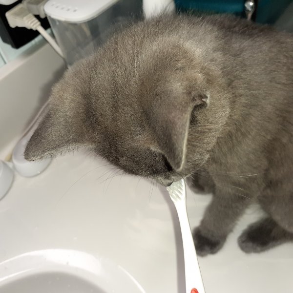 toothbrush ray.jpg