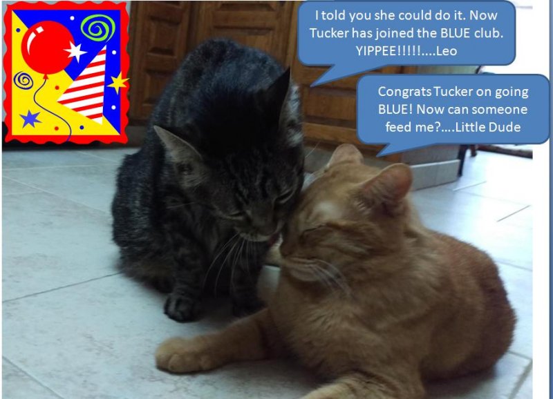 Tucker joined the Blue Club.JPG