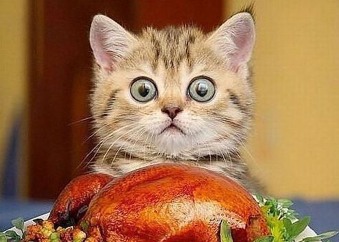 turkey.JPG