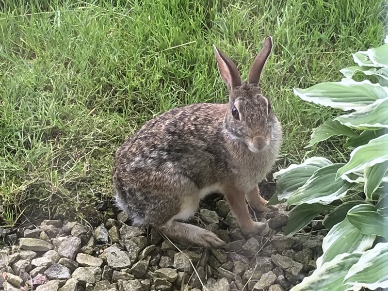 upload_2019-7-9_11-31-42.jpeg