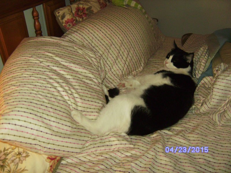 Very comfy on my (his) new bedding.JPG
