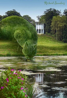 vines cat drinking from pond.jpg