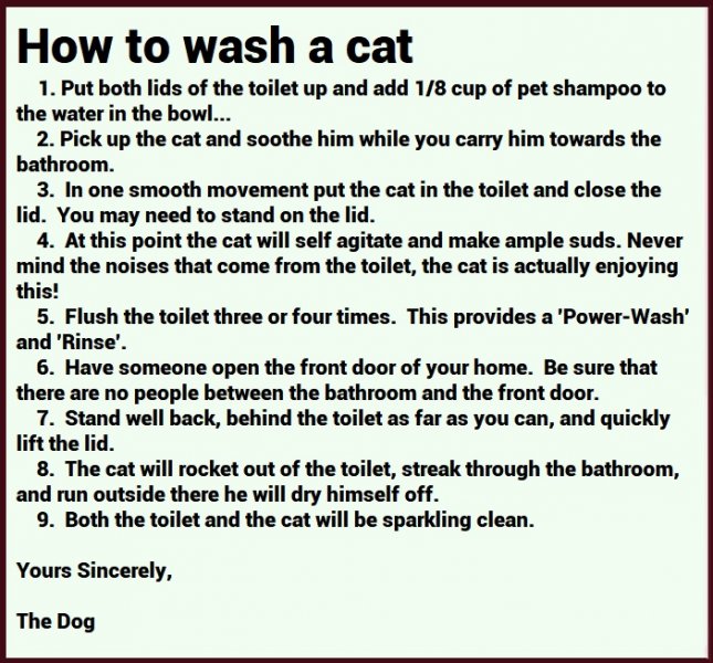 wash a cat.jpg
