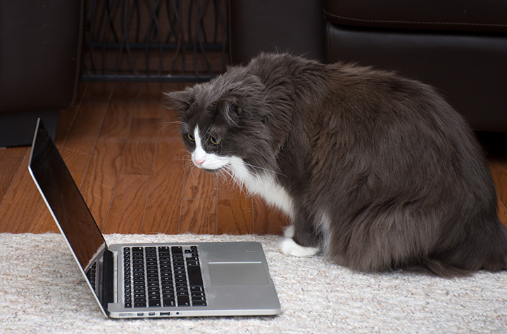 Watching Cat TV.jpg