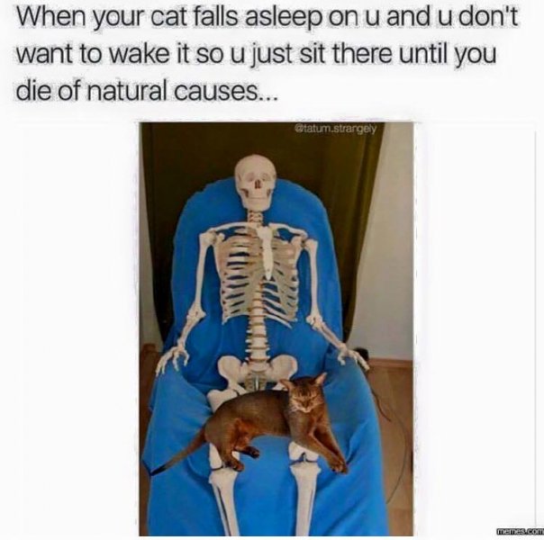 when your cat falls asleep on you and you don't want to wake it........jpg