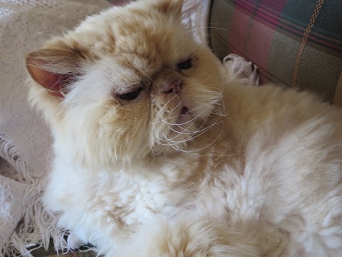 wild whiskers.jpg