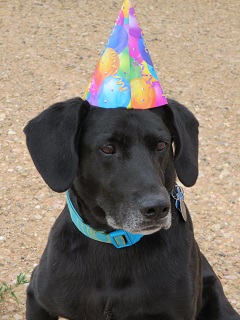 will birthday.jpg