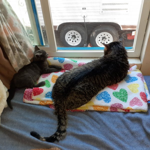 Window sharing.jpg