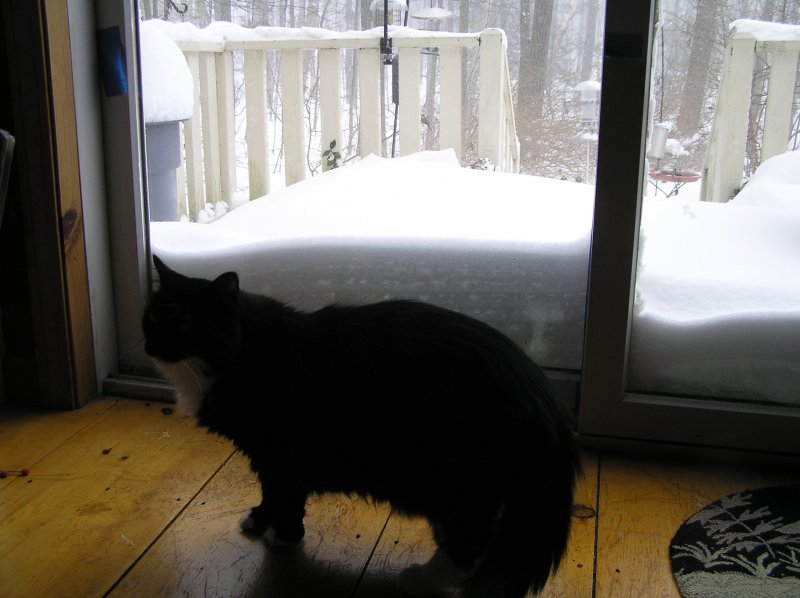 Wink in front of fam room doors during blizzard.JPG