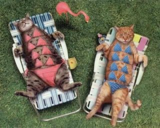 xcats-sunbathing.preview.jpg.pagespeed.ic.t4I7o1Q1jr.jpg