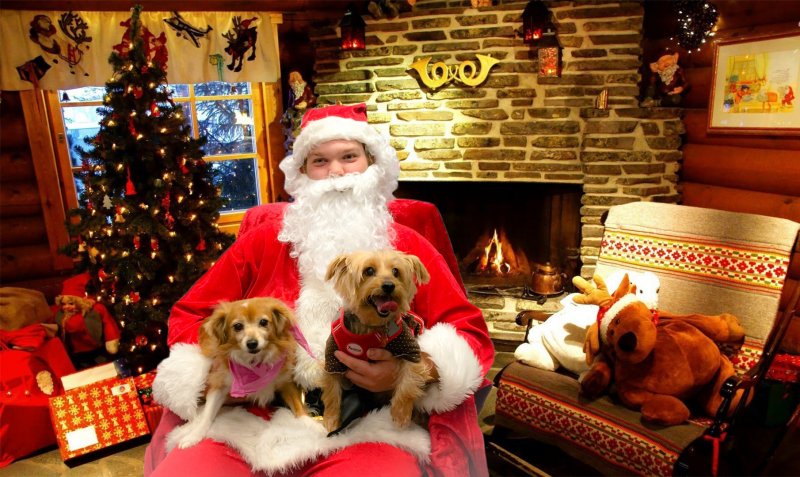 xmas house dogs.jpg