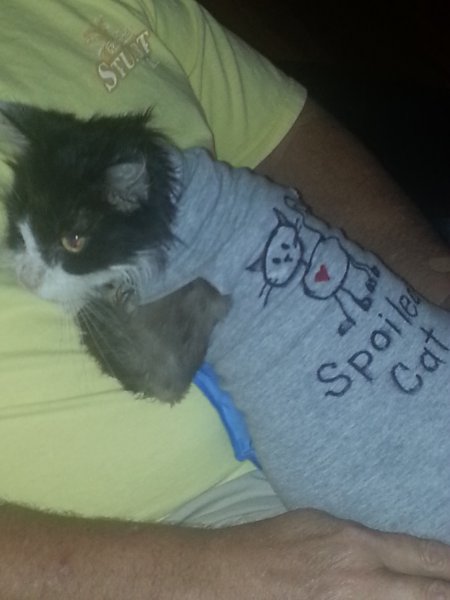 Zoey settling in on ice pack.jpg