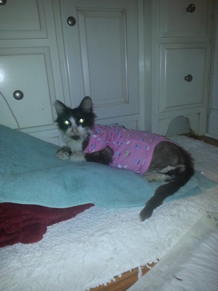 Zoey's Sweet Dreams Nightie.jpg
