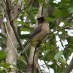 cedar-waxwing.jpg