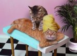 massage cats.jpg