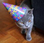 birthday-cat.jpg