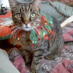 christmas cats 004.jpg