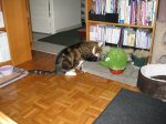 IMG_1132.JPG