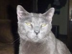 Blue Cat.jpg